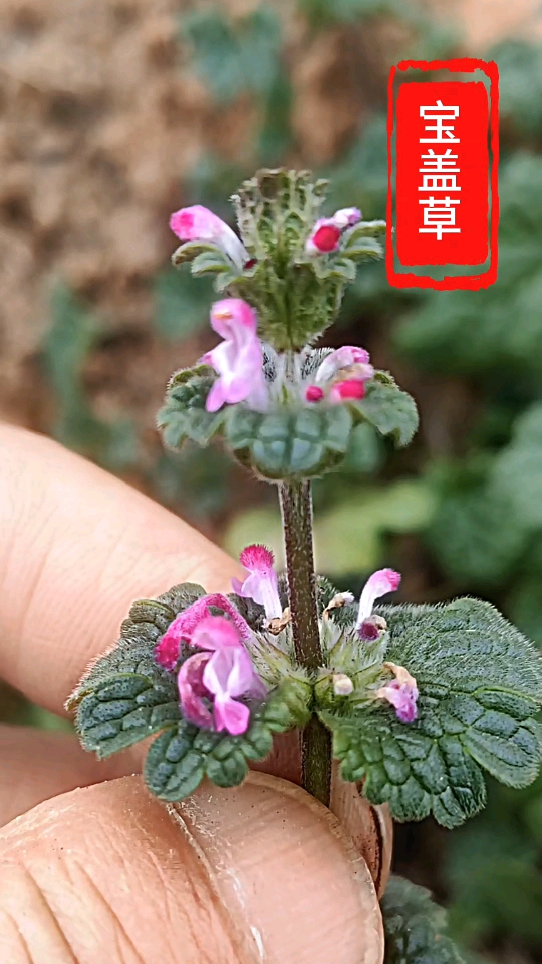美如华盖的宝盖草一种不错的春天野菜