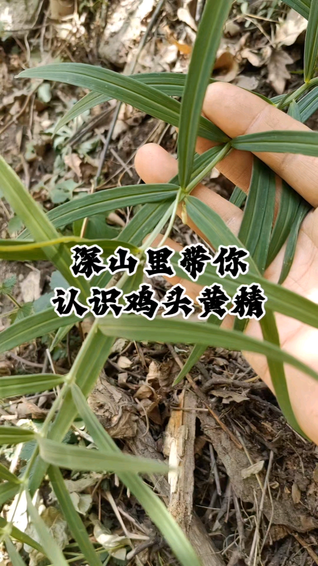 黄精品种众多40秒教你认识鸡头黄精#野生黄精