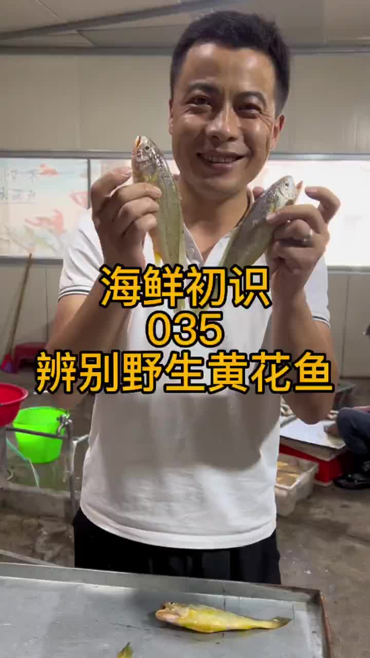 小黄花鱼黄瓜鱼大黄鱼怎么看野生的呢