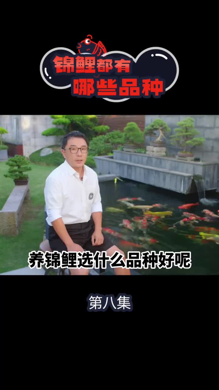 锦鲤都有哪些品种?