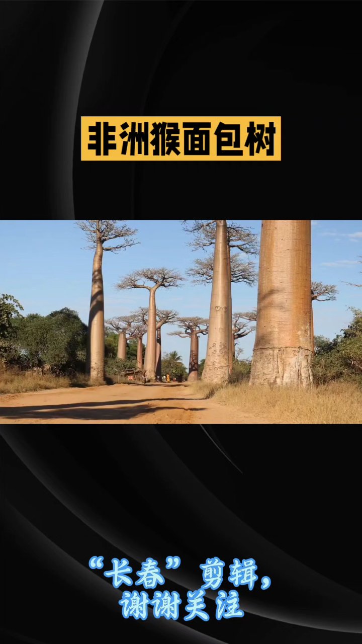 猴面包树:非洲的储水巨人