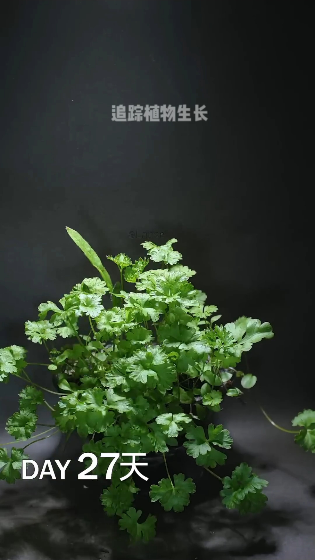 香菜生长过程只需27天