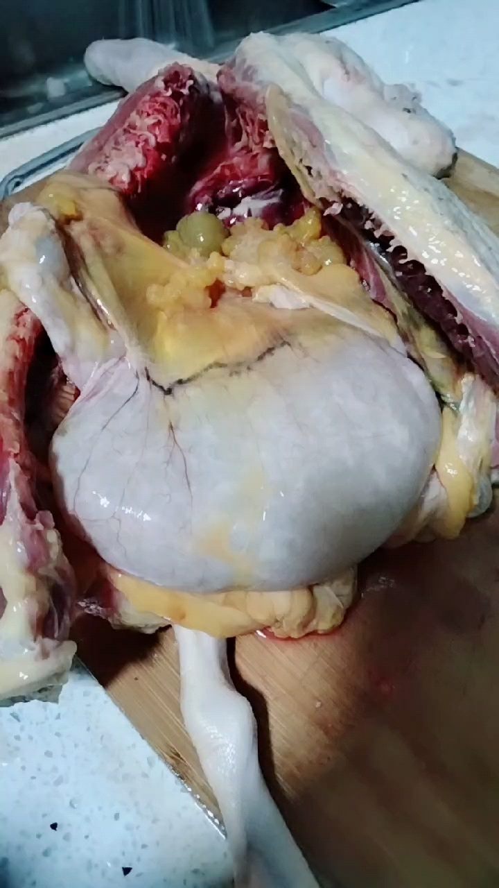 大家帮我看看这个是不是鸭宝谢谢了