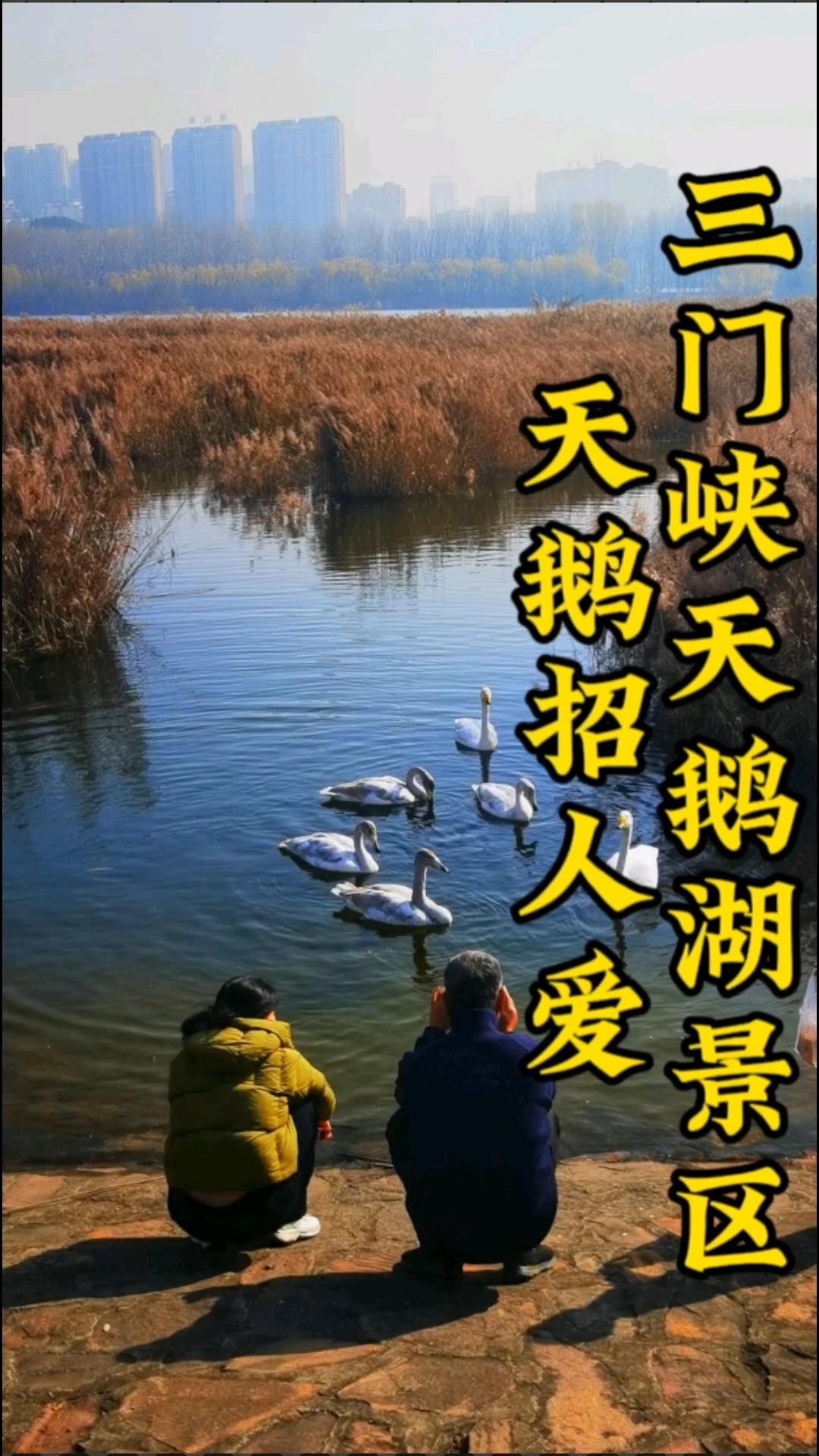 三门峡天鹅湖,与天鹅共舞,感受自然之美#随手拍#天鹅湖景区#