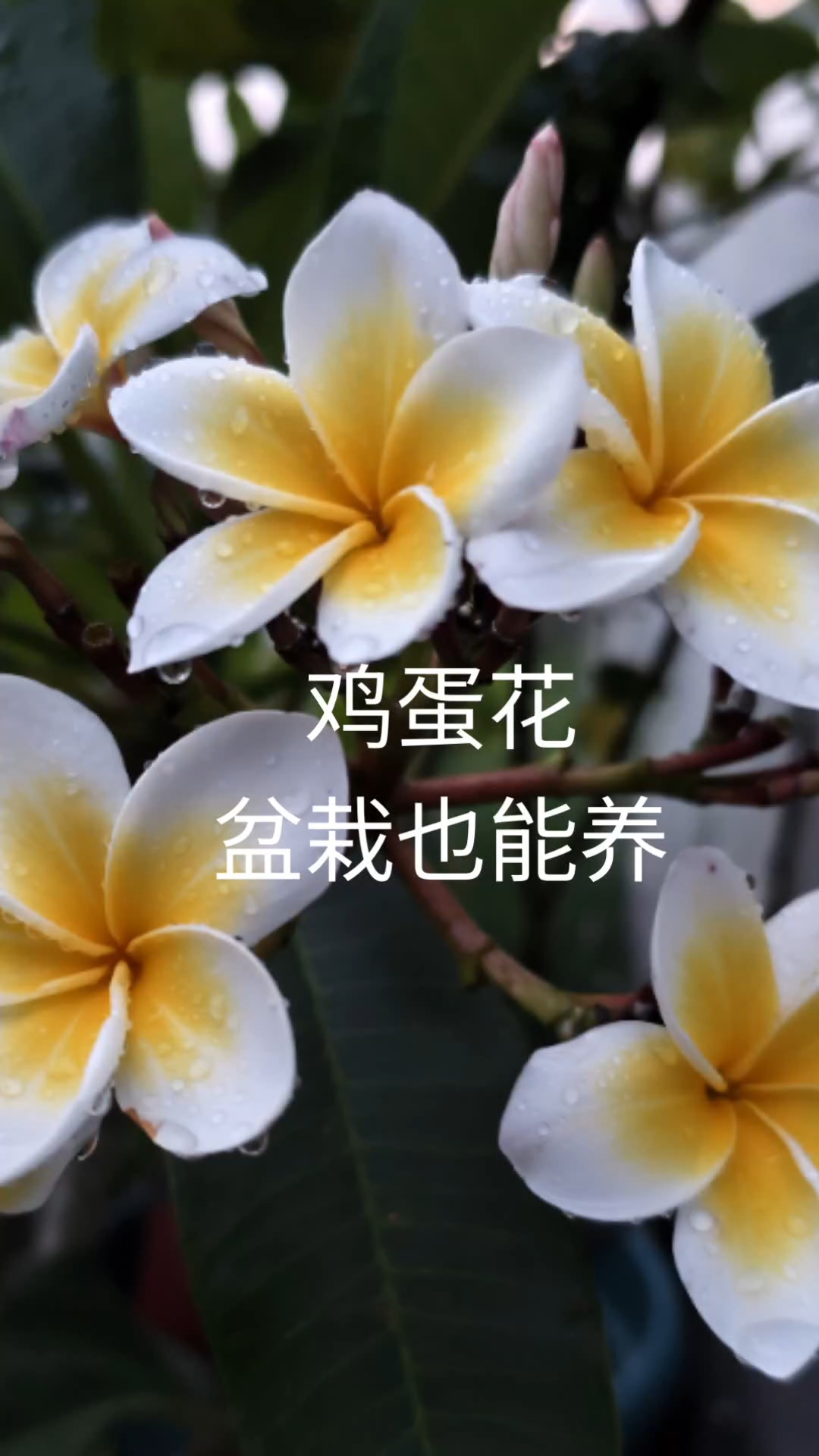 两年前捡回来的光杆,现在养成了盆栽鸡蛋花树