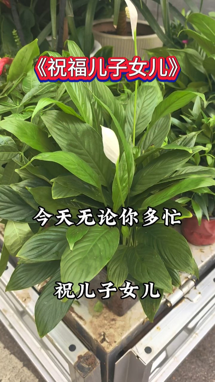 祝福语鲜花实拍