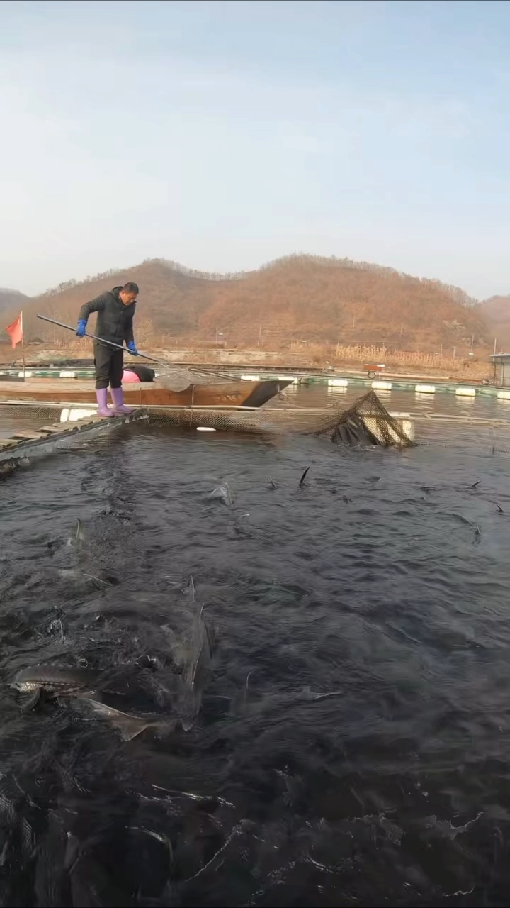 原声体验,辽宁丹东鸭绿江特产鲟龙鱼水下身影,感受渔民生活