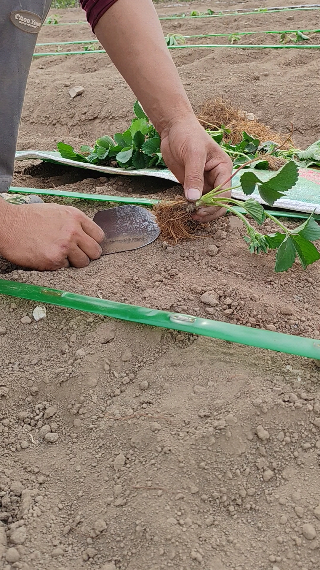 草莓苗怎么栽植,草莓苗栽植方法
