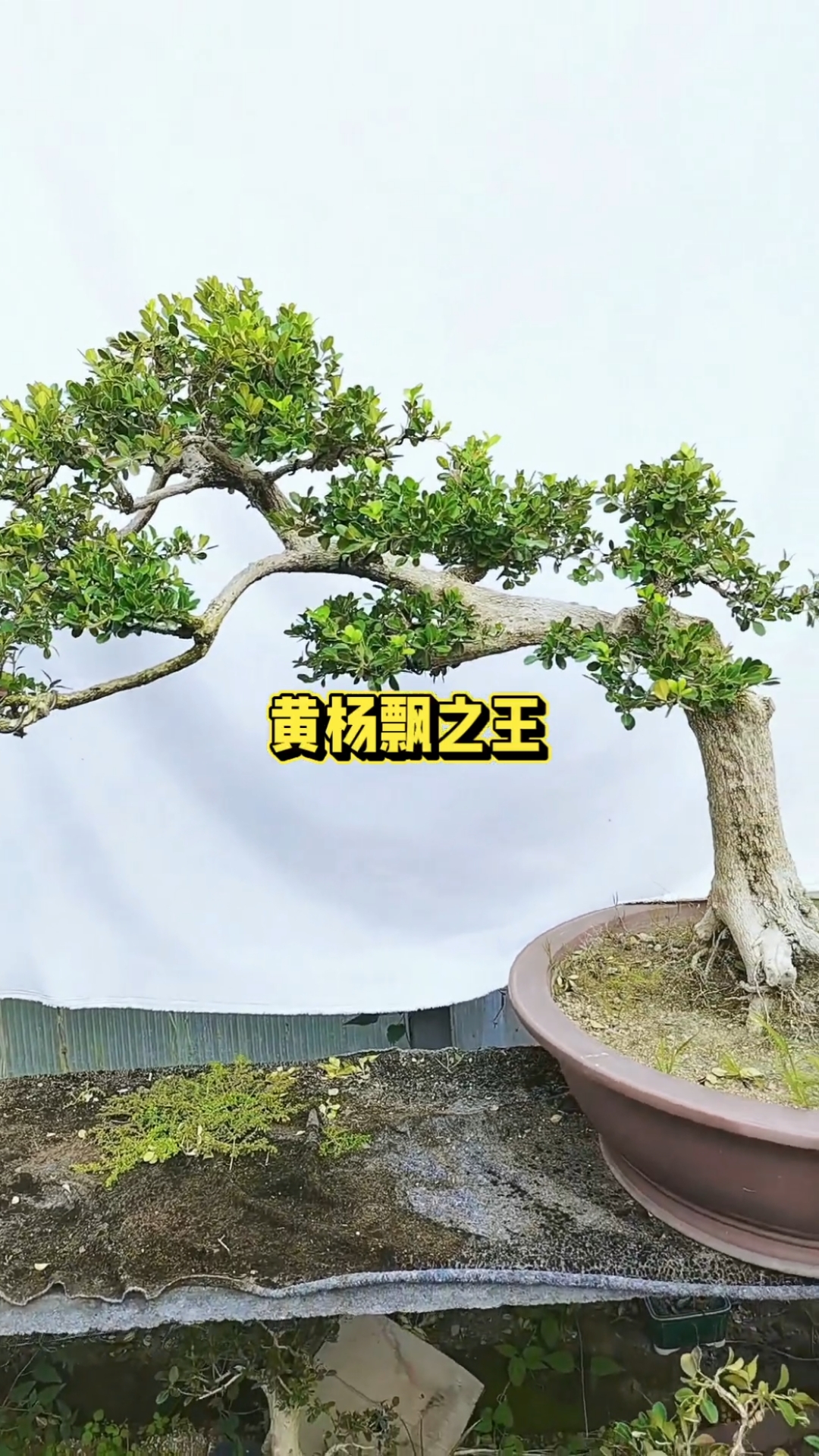 鱼池假山庭院,您觉得放在哪里最佳
