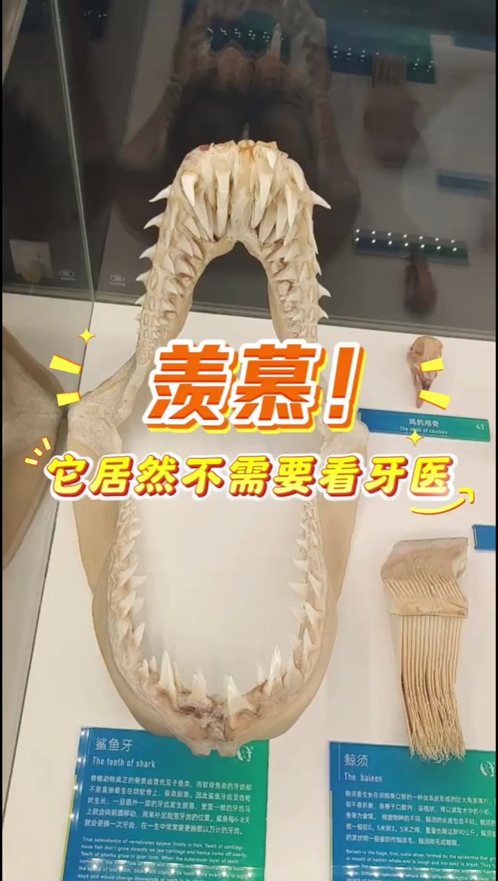 谁懂啊!鲨鱼一生要换数万颗牙