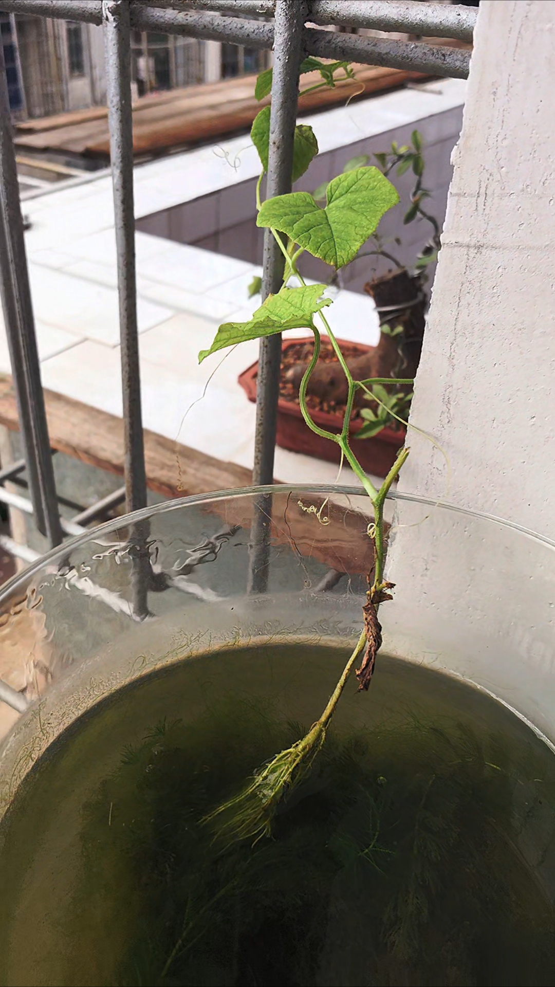 鱼缸养绿宝石可以吗?今天让你见见我的技术,生态和种植不分离