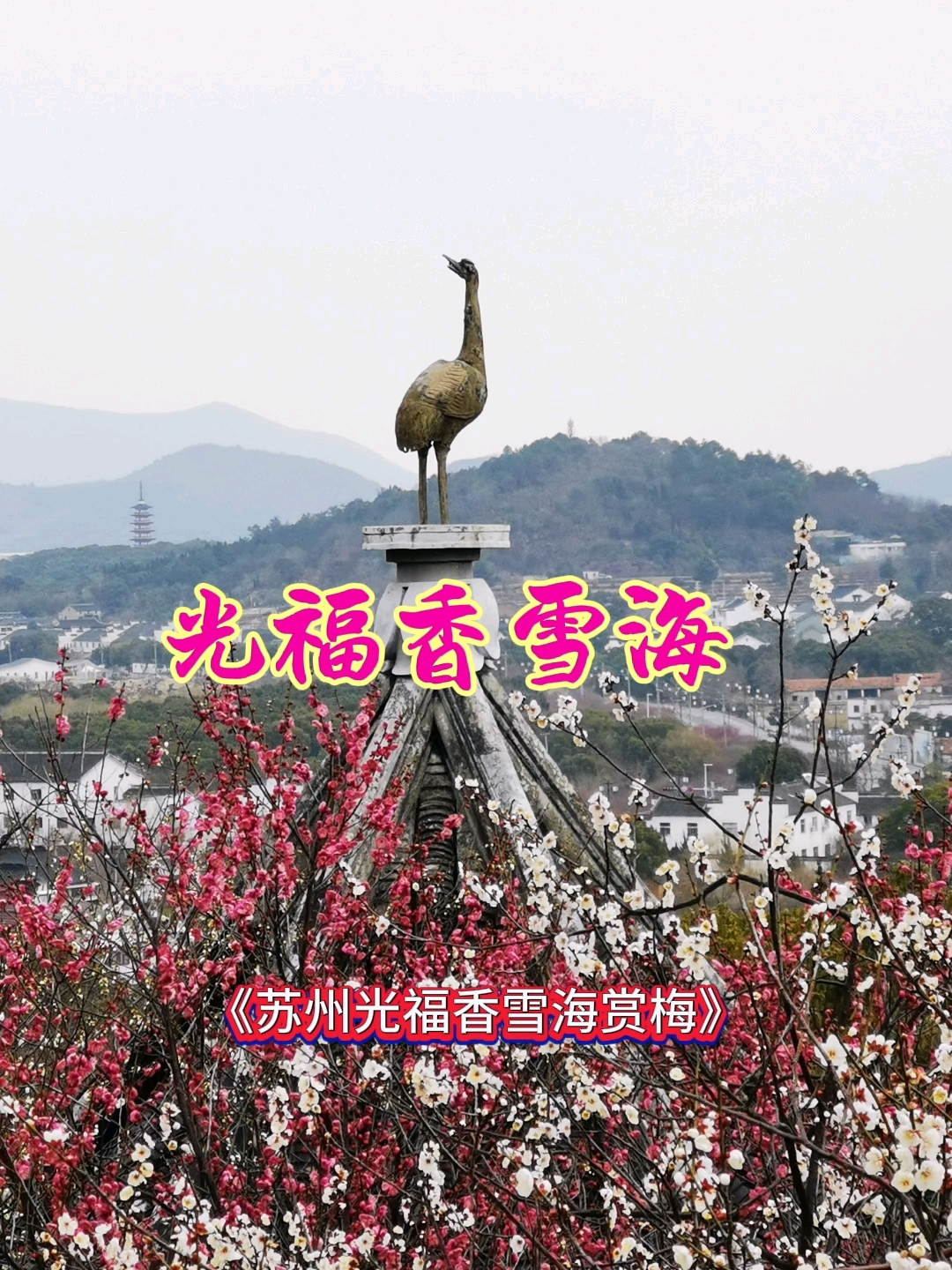 苏州光福香雪海
