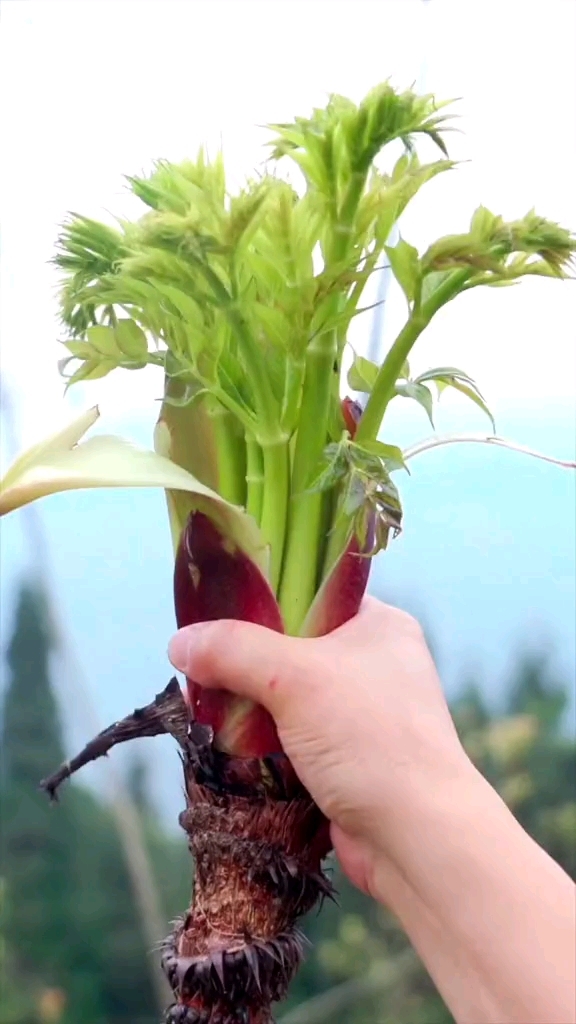 农村常见的几种野菜，你吃过吗？