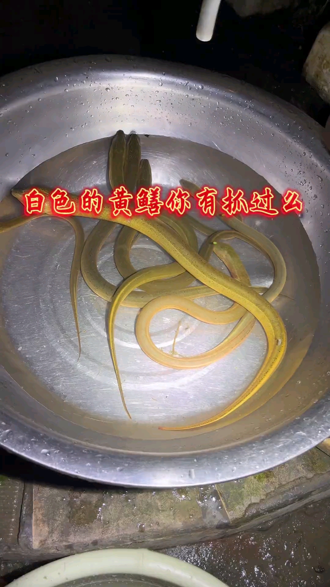 白色的黄鳝你们有见过吗？抓到了都不敢要直接放了。