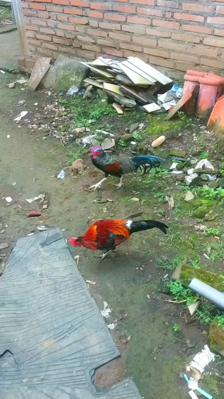 红原鸡绿原鸡的对决