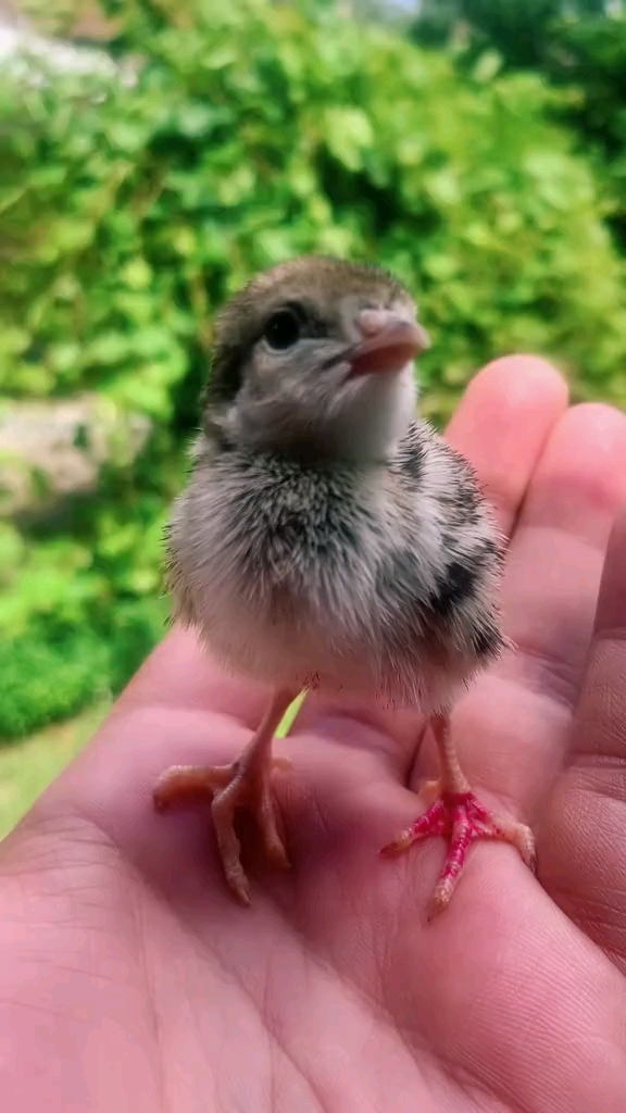 石鸡呱啦鸡鹧鸪 野鸡 鸡媒