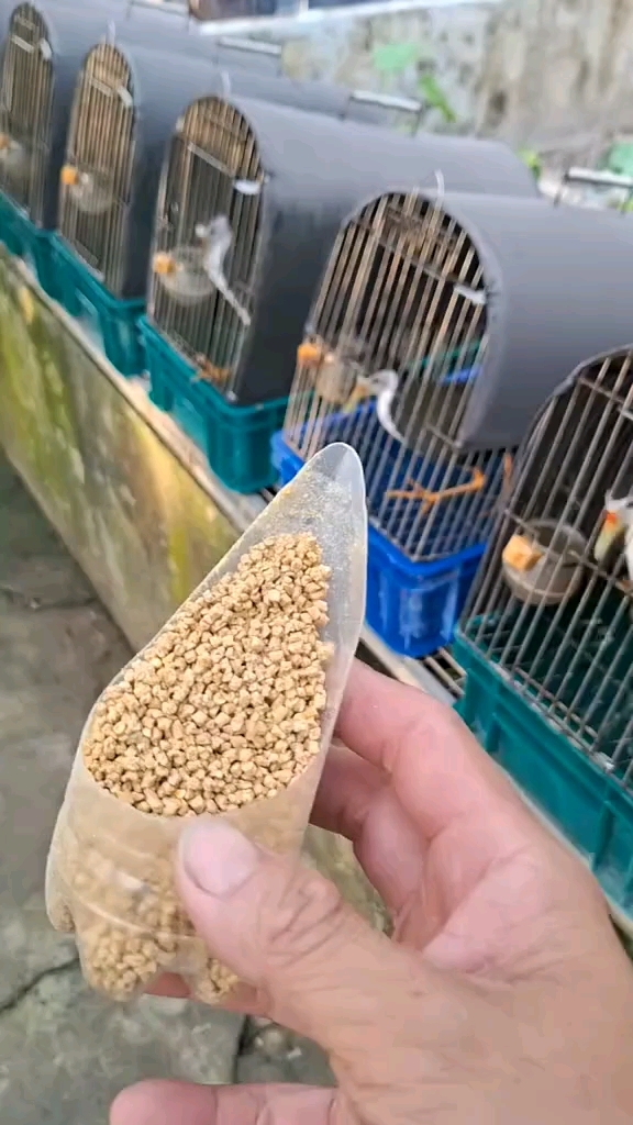 白面水鸡养殖 
