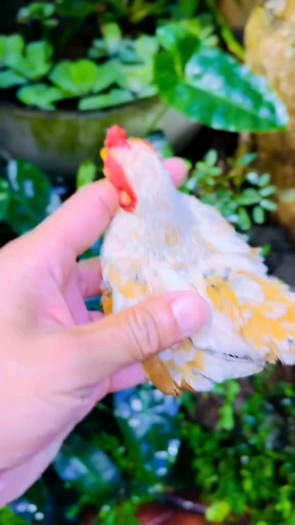 越南小竹鸡 宠物鸡 