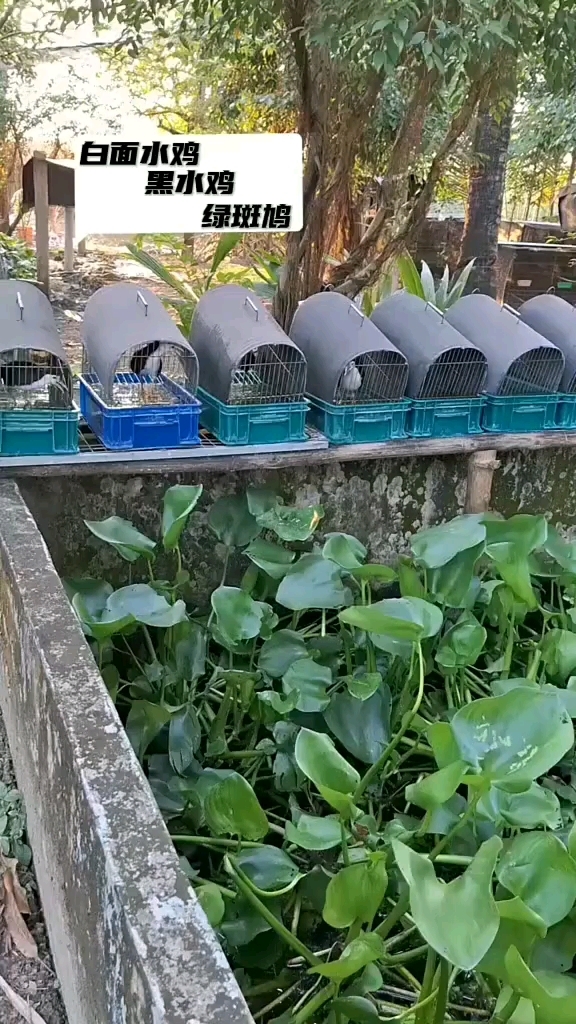 白面水鸡 黑水鸡 特种养殖 绿斑鸠