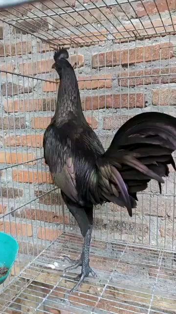 印尼贝吉萨鸡 绿原鸡杂交鸡 金属鸡