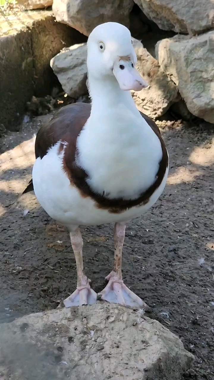 秀气的野鸭子 白腹麻鸭