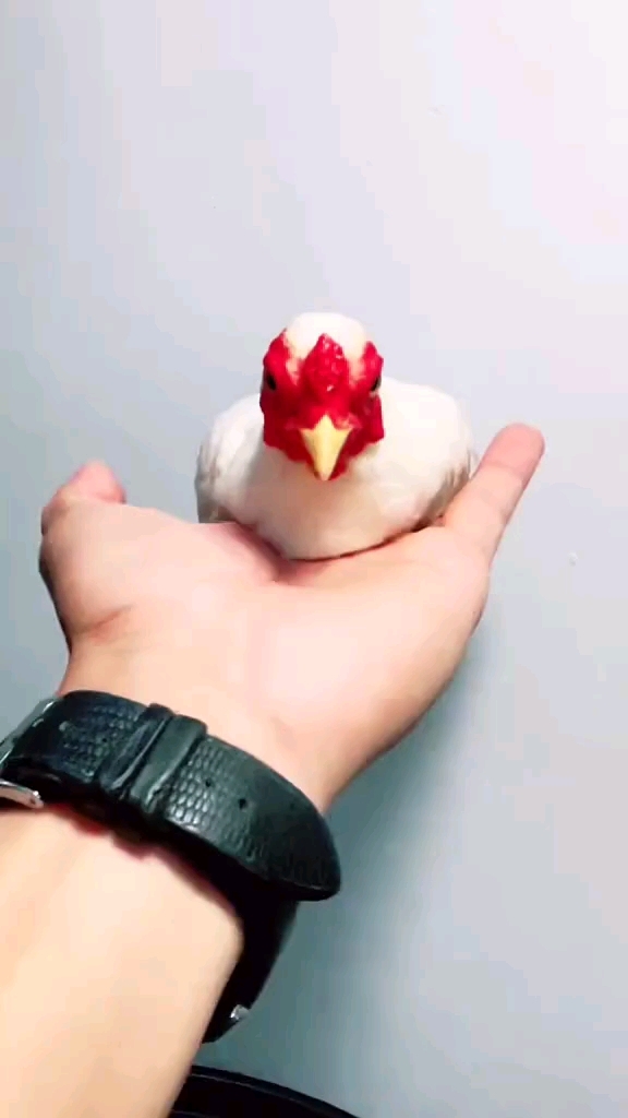 宠物鸡 越南小竹鸡 袖珍鸡