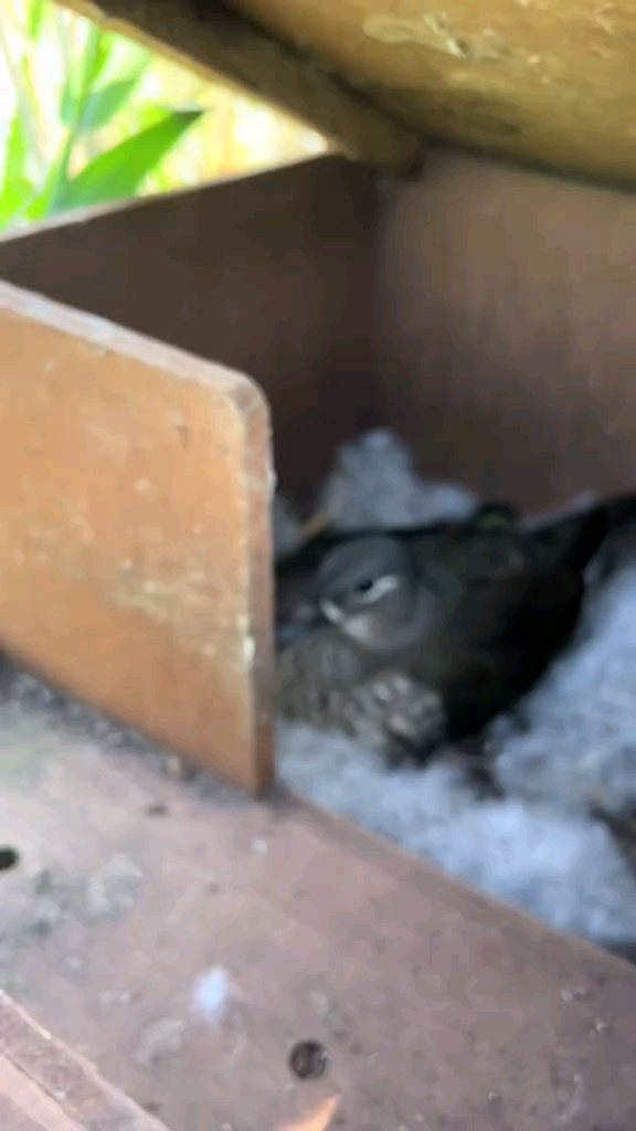 鸳鸯 野鸭子 大雁 天鹅 珍禽养殖 