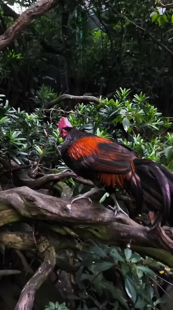 绿原鸡杂交鸡 野鸡