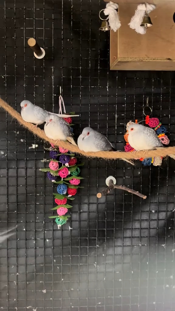 澳大利亚薄雪鸽 宝石姬地鸠 钻石姬地鸠 斑鸠 野鸽子