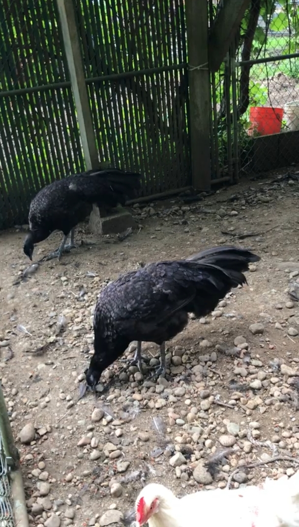 孔雀杂交鸡后代。
