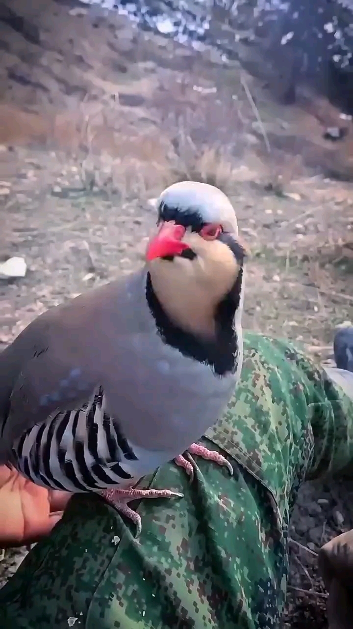 石鸡叫声 呱啦鸡鹧鸪