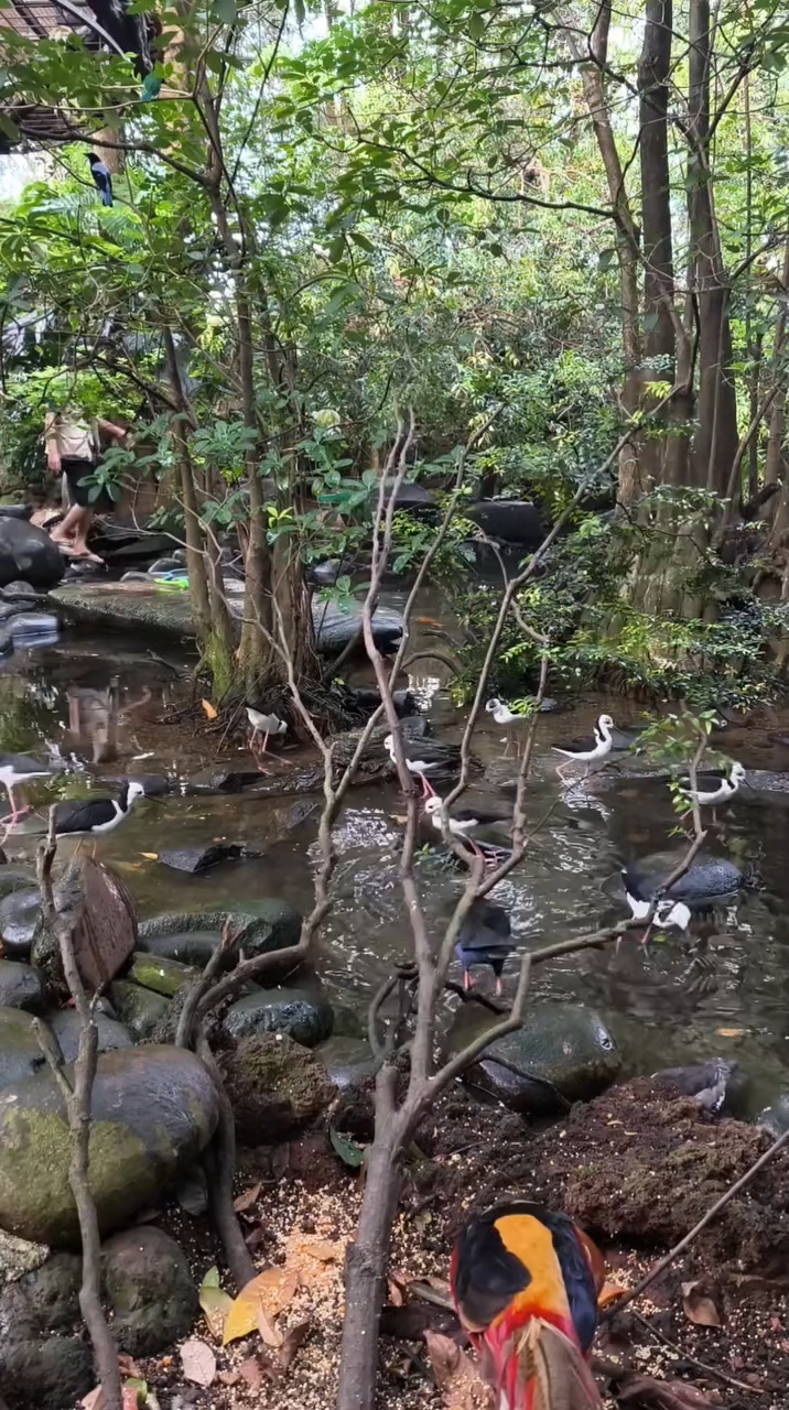 仿生态百鸟园养鸟 水鸡 水鸟 原鸡 野鸭子