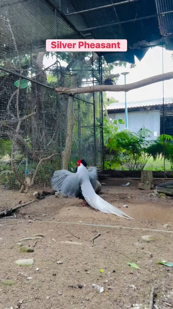 白鹇鸟  野鸡