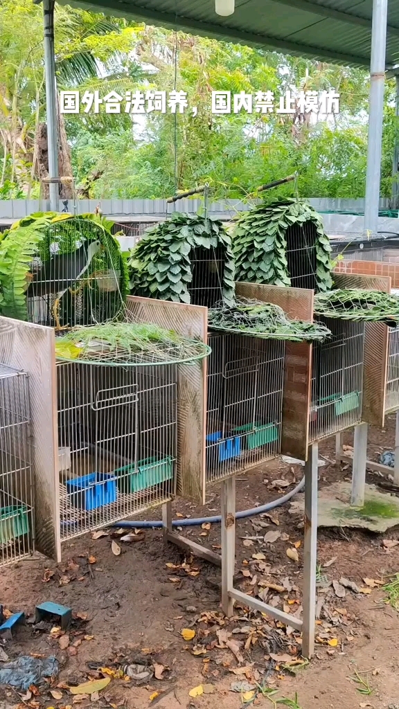 白面水鸡媒鸟饲养 特种养殖