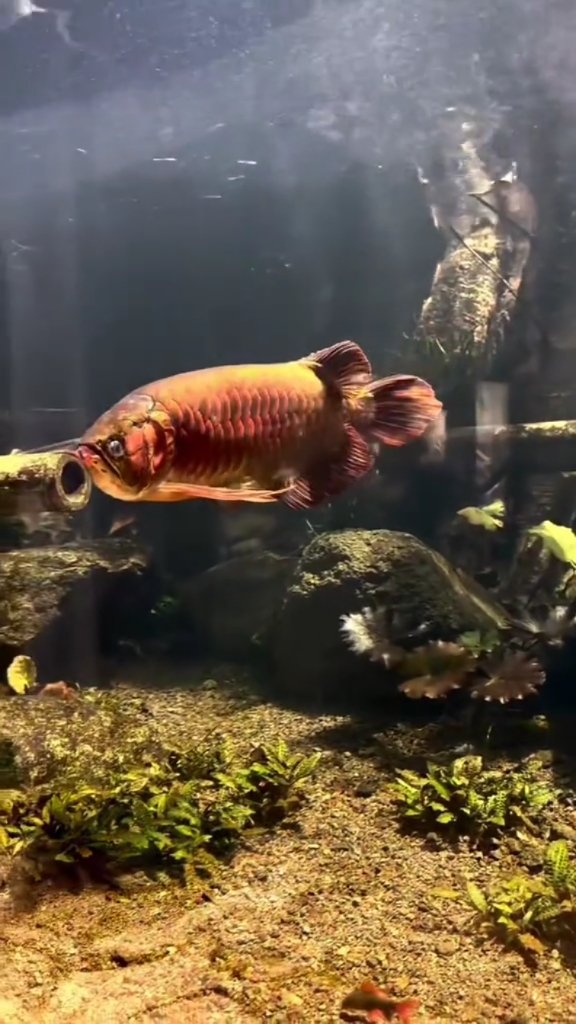 龙鱼饲养 鱼缸造景 红龙鱼 观赏鱼 