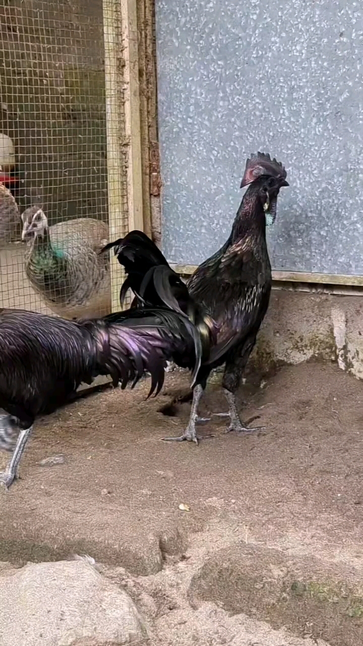 印尼贝吉萨鸡 绿原鸡杂交鸡 