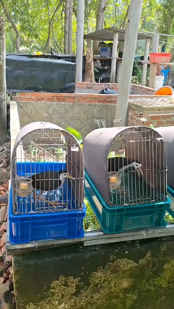 白面水鸡饲养 特种养殖