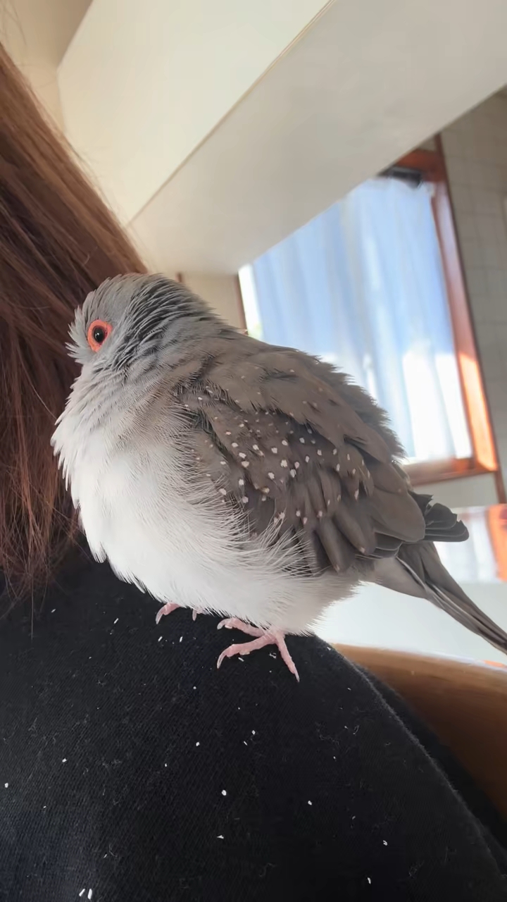 澳大利亚薄雪鸽 宠物鸟