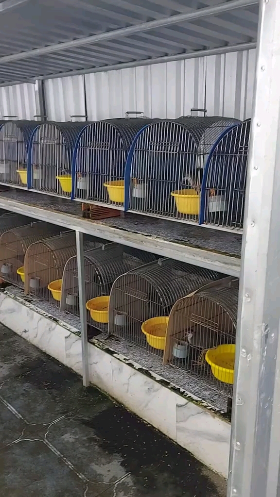 水鸡养殖 白面水鸡 养鸟