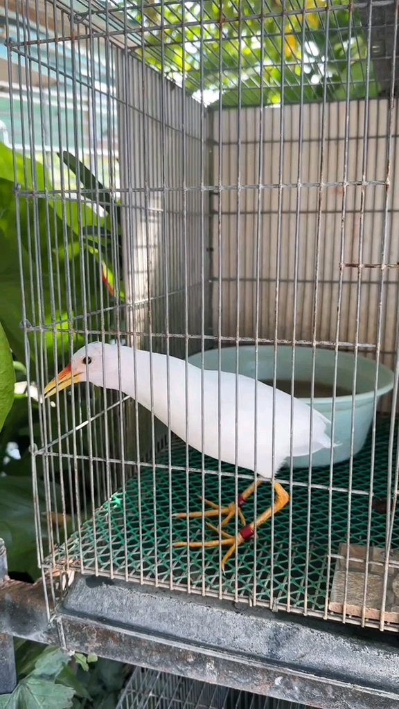 白化白面水鸡饲养 水鸡媒 养鸟