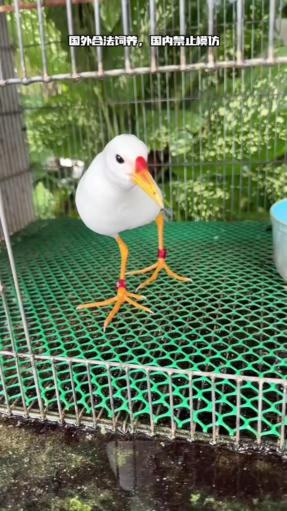 白化白面水鸡