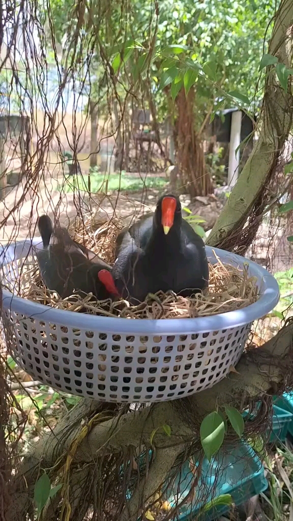 黑水鸡饲养繁殖 特种养殖