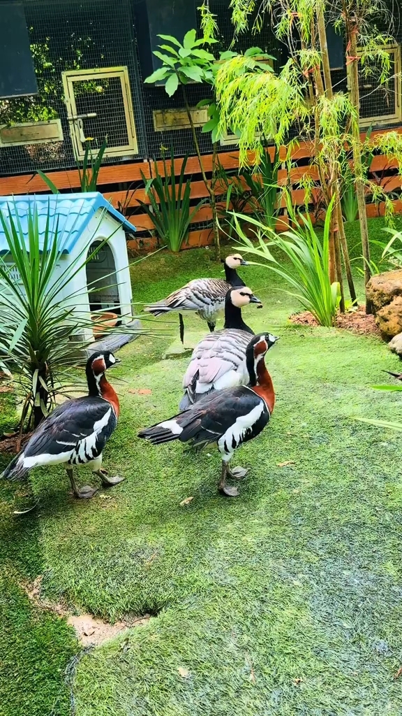 红胸黑雁 大雁 野鸭子