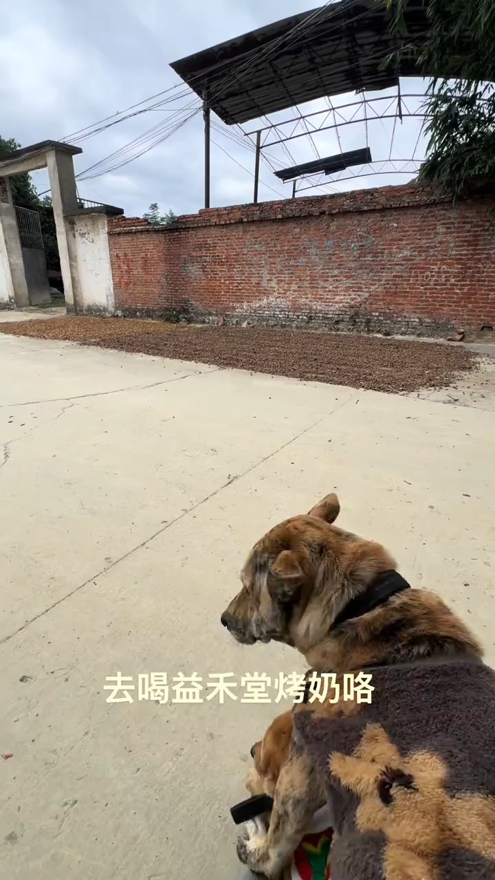 喝奶茶咯,香喷喷的烤奶想着就流口水