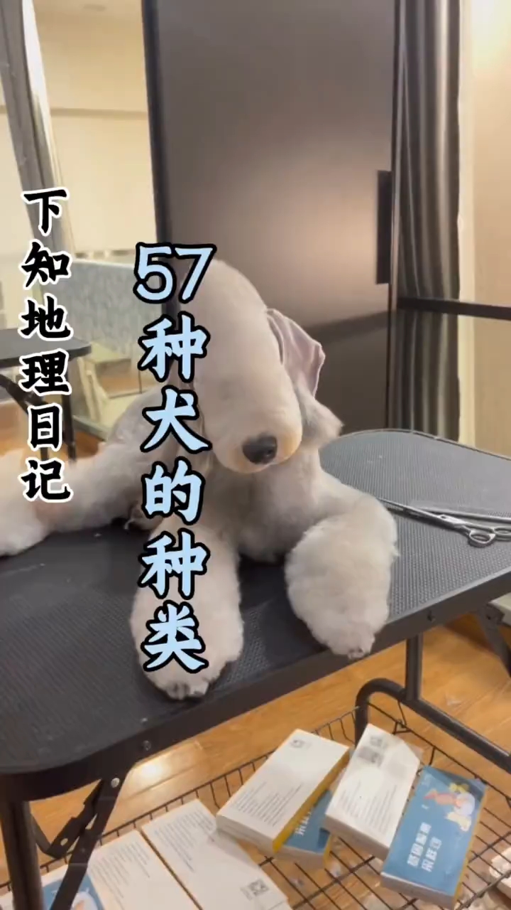 科普分享一些犬的种类,你看你认识几种!