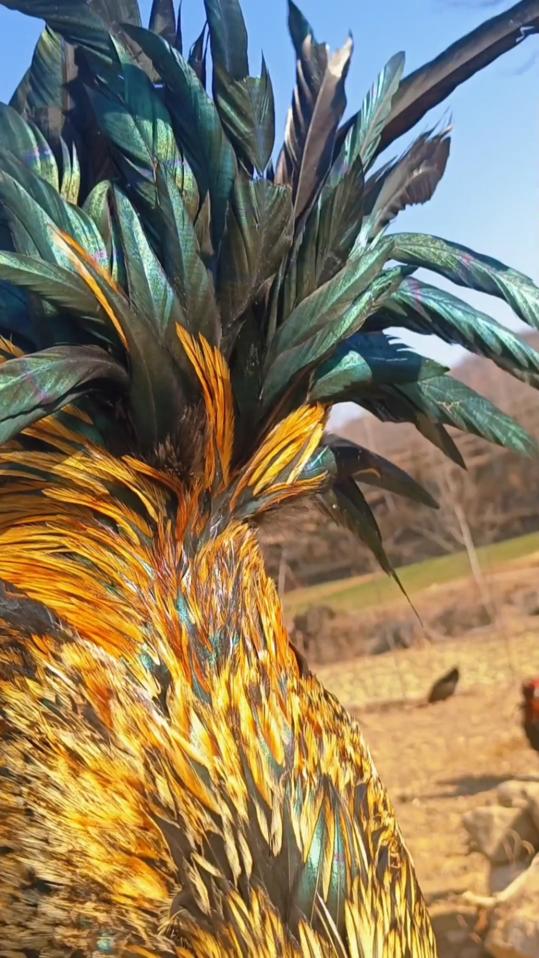 海东鸡的风采,黄金甲青年