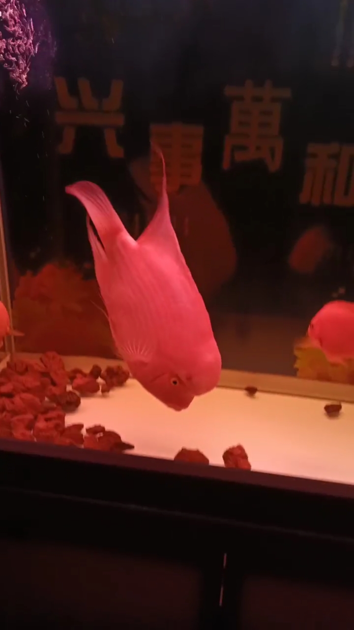 听一位友友说:红马罗汉跟鹦鹉鱼养一块儿一点问题都没有,你们看