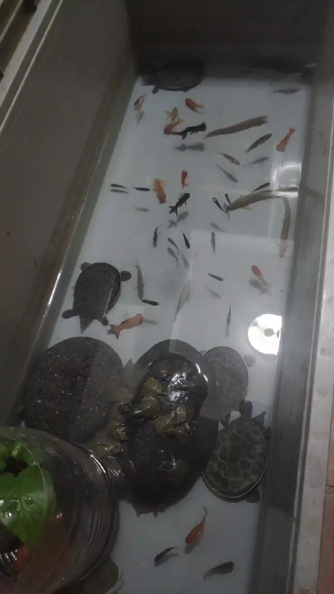 放点小杂鱼清理甲鱼的粪便,鱼跟螃蟹净化水质!一举两得