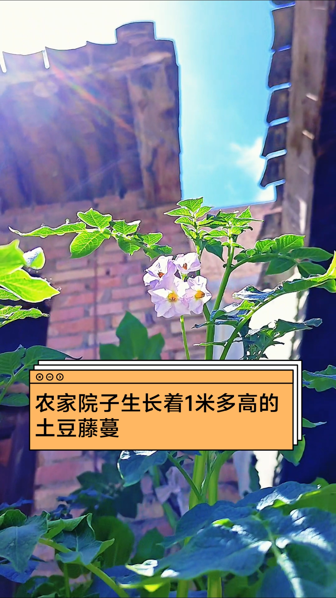 #创作先锋冲刺计划# 记录我的农家小院种植土豆藤蔓生长过程