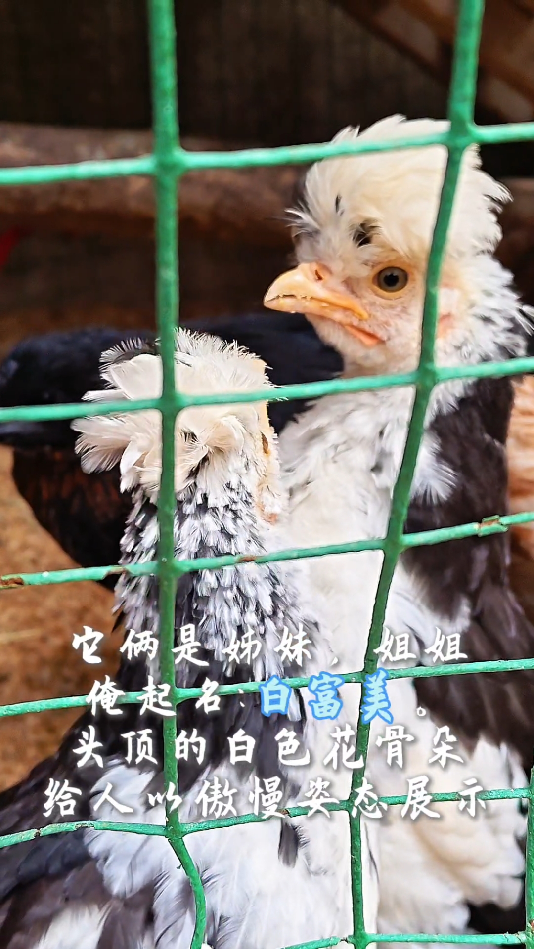 在家养了10只可爱的小鸡仔，看看这造型是想当网红鸡吗？#春日收藏家#